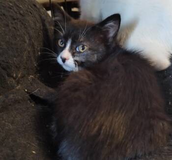 ANGST -  Domestic Short Hair Cat for Adoption in Aurora, Colorado - ANGST | PetCurious
