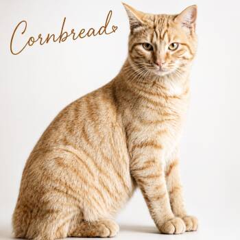 Cornbread C26-233 -  Domestic Short Hair Cat for Adoption in Lebanon, Tennessee - Cornbread C26-233 | PetCurious