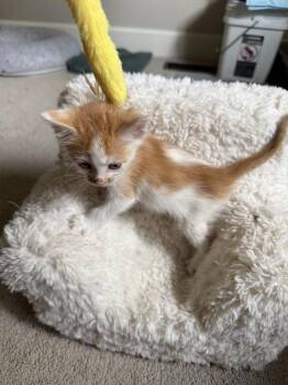 Cheerio -  Domestic Short Hair Cat for Adoption in Evergreen, Colorado - Cheerio | PetCurious