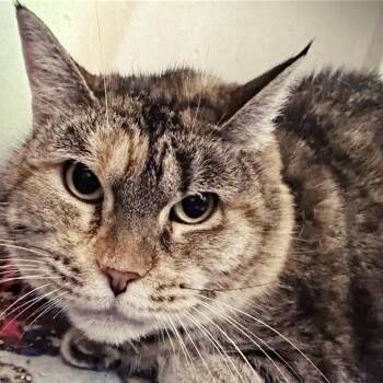 Sophie -  Domestic Short Hair Cat for Adoption in Brentwood, Missouri - Sophie | PetCurious