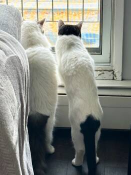 Rescue Domestic Short Hair Cats for Adoption in Calgary, Alberta - Louise | PetCurious