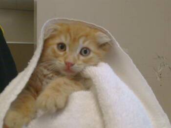 TOD -  Domestic Short Hair Cat for Adoption in Sacramento, California - TOD | PetCurious