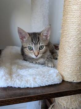 Domestic Short Hair Cats Available for Adoption in Honolulu, Hawaii - Miracle-Whip | PetCurious