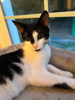Zed -  Domestic Short Hair Cat for Adoption in Greenville, North Carolina - Zed | PetCurious