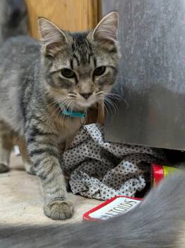 Rescue Tabby Cats for Adoption in Puyallup, Washington - Hera | PetCurious