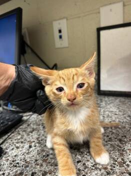 2026-07-036 -  Domestic Short Hair Cat for Adoption in Winder, Georgia - 2026-07-036 | PetCurious