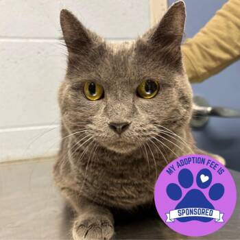 Krystal -  Domestic Short Hair Cat for Adoption in Dekalb, Illinois - Krystal | PetCurious