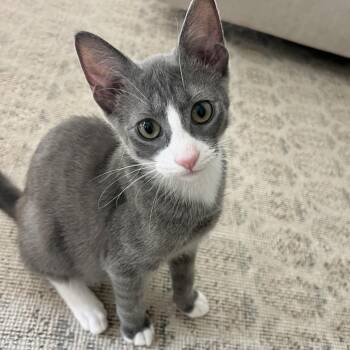 Kismet -  Domestic Short Hair Cat for Adoption in Jupiter, Florida - Kismet | PetCurious