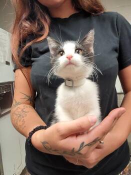 Tide Echo -  Domestic Short Hair Cat for Adoption in Hopkinsville, Kentucky - Tide Echo | PetCurious