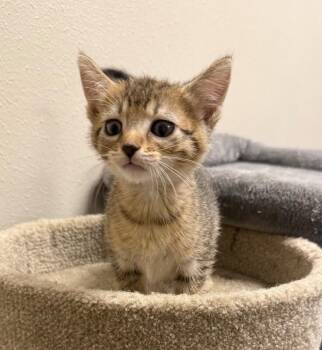 Siracha -  Domestic Short Hair Cat for Adoption in Yankton, South Dakota - Siracha | PetCurious