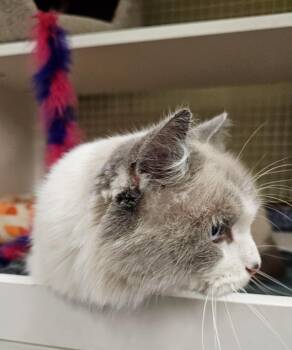 Meeko -  Domestic Medium Hair Cat for Adoption in Millcreek, Utah - Meeko | PetCurious
