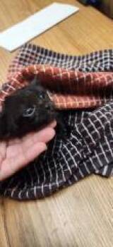 Kitten 27717 (Misty) -  Domestic Medium Hair Cat for Adoption in Parlier, California - Kitten 27717 (Misty) | PetCurious