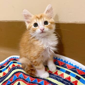 Mojave -  Domestic Medium Hair Cat for Adoption in Agoura Hills, California - Mojave | PetCurious