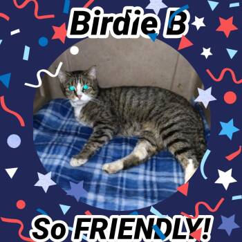 Birdie B -  Domestic Short Hair Cat for Adoption in Liberty, New York - Birdie B | PetCurious