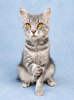 Benjamin (FCID#06/26/2026 - 159) Willow Grove -  Domestic Medium Hair Cat for Adoption in Greenville, Delaware - Benjamin (FCID#06/26/2026 - 159) Willow Grove | PetCurious