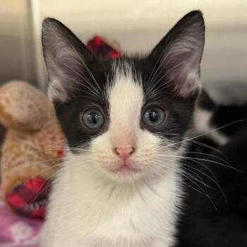 Angelica -  Domestic Short Hair Cat for Adoption in West Palm Beach, Florida - Angelica | PetCurious