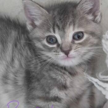 Thalia -  Domestic Long Hair Cat for Adoption in Glenfield, New York - Thalia | PetCurious