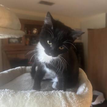 Dixie -  Domestic Short Hair and Domestic Medium Hair Cat for Adoption in San Antonio, Texas - Dixie | PetCurious