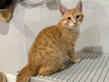 Domestic Short Hair and Tabby Cats Available for Adoption - Milo | PetCurious