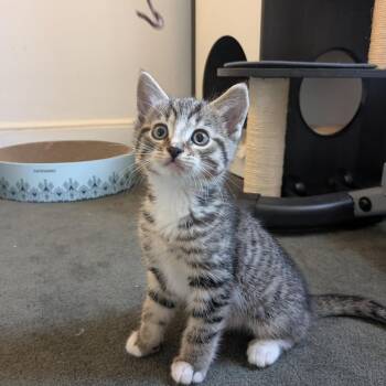 Domestic Short Hair Cats Available for Adoption in Johnson City, Tennessee - Bridgette | PetCurious