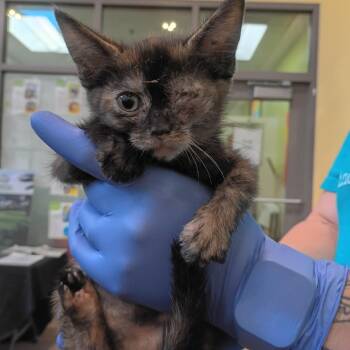 Heliconia -  Domestic Short Hair Cat for Adoption in Lynchburg, Virginia - Heliconia | PetCurious