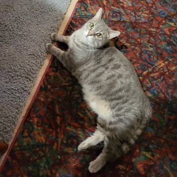 Domestic Short Hair Cats Available for Adoption - Ashley | PetCurious