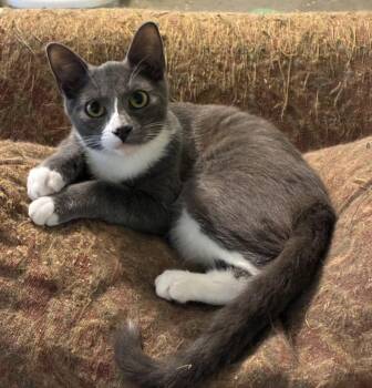 Grayson -  Russian Blue and Tuxedo Cat for Adoption in Theodore, Alabama - Grayson | PetCurious