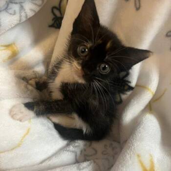 Zara -  Domestic Short Hair Cat for Adoption in Tampa, Florida - Zara | PetCurious