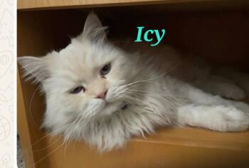 Icy  -  Domestic Long Hair Cat Available for Adoption in Town 