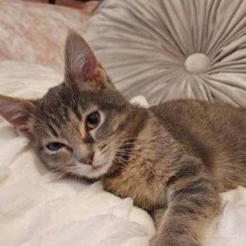Michael Woobley -  Domestic Short Hair Cat for Adoption in Millcreek, Utah - Michael Woobley | PetCurious