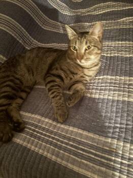 Ollie -  Domestic Short Hair Cat for Adoption in Salisbury, North Carolina - Ollie | PetCurious