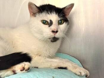 Toby Street -  Domestic Short Hair Cat for Adoption in New York, New York - Toby Street | PetCurious