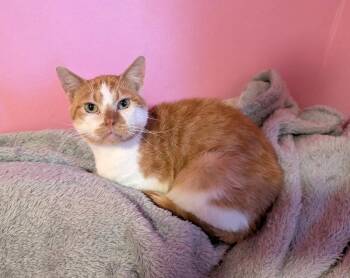 Chucky -  Domestic Short Hair Cat for Adoption in Omaha, Nebraska - Chucky | PetCurious