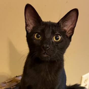 Smithey -  Domestic Short Hair Cat for Adoption in Tuscaloosa, Alabama - Smithey | PetCurious