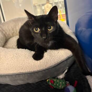 Domestic Short Hair Cats Available for Adoption in Tupelo, Mississippi - Astrid - 051901U | PetCurious