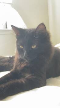Bean -  Domestic Medium Hair and Domestic Short Hair Cat for Adoption in Bellevue, Washington - Bean | PetCurious