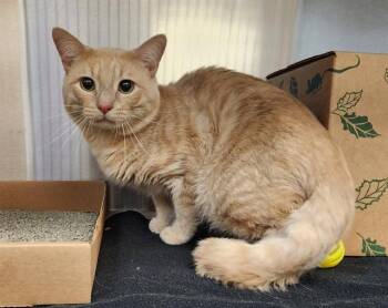 CANAAN -  Domestic Short Hair Cat for Adoption in St. Louis, Missouri - CANAAN | PetCurious
