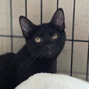 Splash kit -  Domestic Short Hair Cat for Adoption in Chatham, Virginia - Splash Kit | PetCurious
