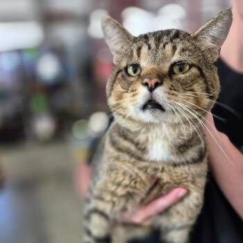 Rescue Domestic Short Hair Cats for Adoption in Byron Center, Michigan - Big Ed | PetCurious