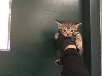 A1924611 -  Domestic Short Hair Cat for Adoption in Thousand Palms, California - A1924611 | PetCurious