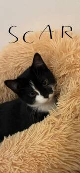 Scar -  Domestic Short Hair Cat for Adoption in Ogden, Utah - Scar | PetCurious