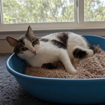 Gabby -  Domestic Short Hair Cat for Adoption in Toms Brook, Virginia - Gabby | PetCurious