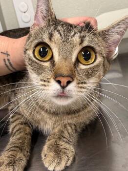 Lilith -  Domestic Short Hair Cat for Adoption in Fall River, Massachusetts - Lilith | PetCurious