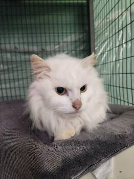Domestic Long Hair Cats Available for Adoption - Gaia | PetCurious