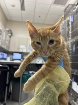 CLAUS -  Domestic Short Hair Cat for Adoption in Las Vegas, Nevada - CLAUS | PetCurious
