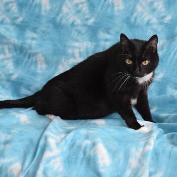 Domestic Short Hair Cats Available for Adoption in Eureka, California - Sparkle | PetCurious