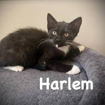 Harlem -  Domestic Short Hair Cat for Adoption in Sarasota, Florida - Harlem | PetCurious