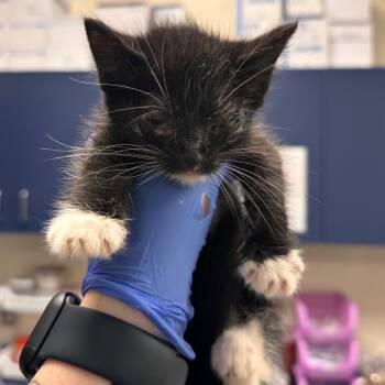 Mary -  Domestic Medium Hair Cat for Adoption in Lynchburg, Virginia - Mary | PetCurious