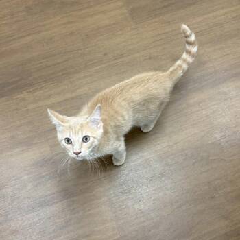Broski -  Domestic Short Hair Cat for Adoption in Beaumont, Texas - Broski | PetCurious
