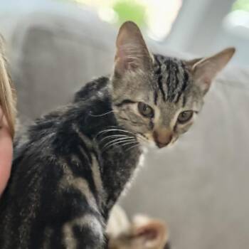 Chip -  Domestic Short Hair Cat for Adoption in Spokane, Washington - Chip | PetCurious
